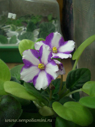 ЦМ-Анна Каренина.jpg