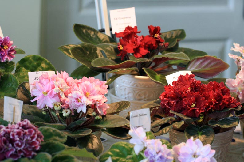 IMG_2037.jpg