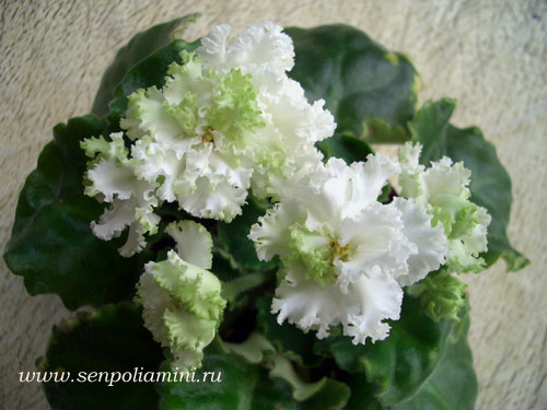 ЦМ-Мон Плезир.jpg