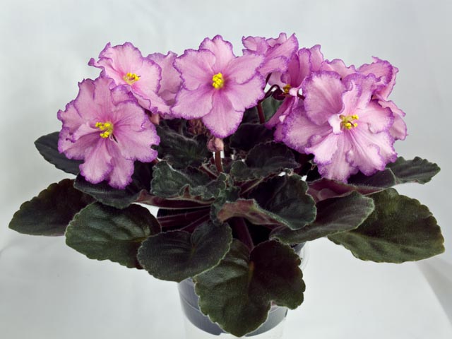 079=.jpg