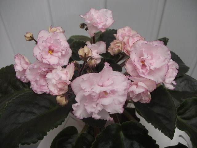 DSCF5431 (Копировать).JPG