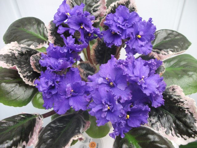 DSCF5412 (Копировать).JPG