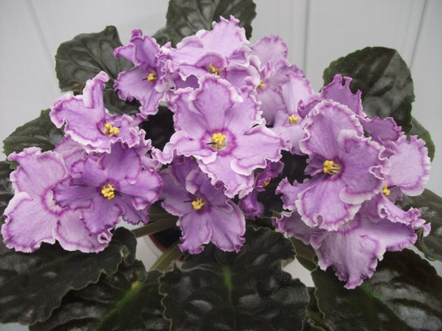 DSCF5377 (Копировать).JPG