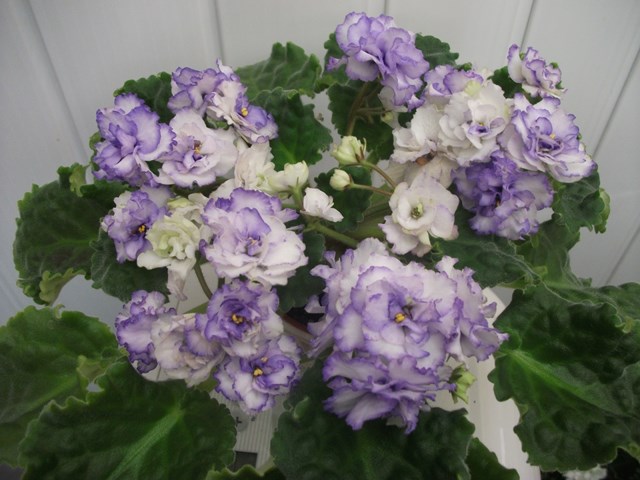 DSCF5576 (Копировать).JPG