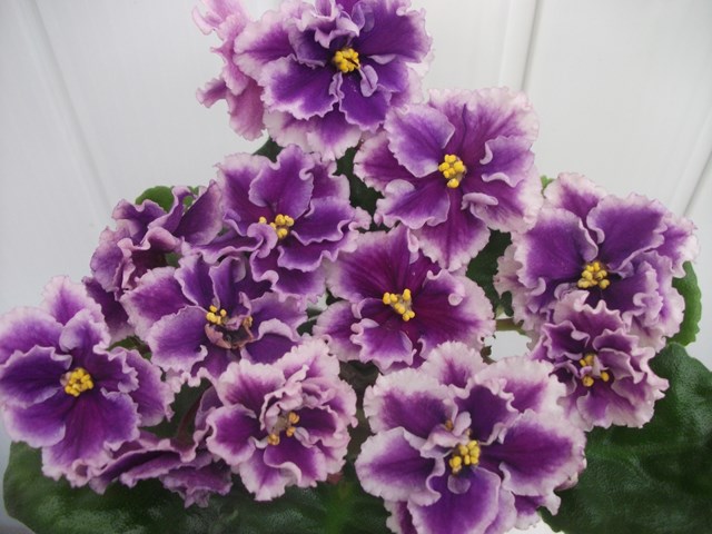DSCF6124 (Копировать).JPG