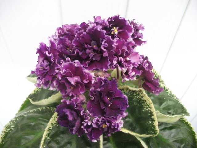 DSCF6598 (Копировать).JPG
