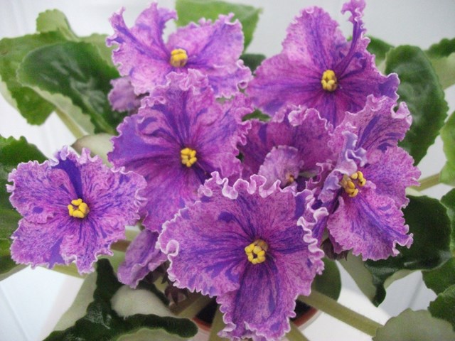 DSCF6611 (Копировать).JPG