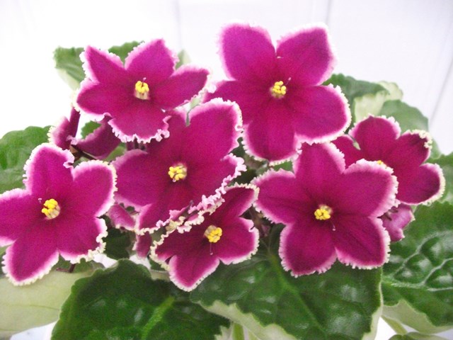 DSCF6640 (Копировать).JPG