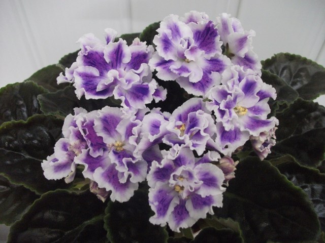 DSCF6622 (Копировать).JPG