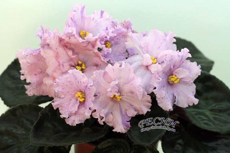IMG_2884 копия.jpg