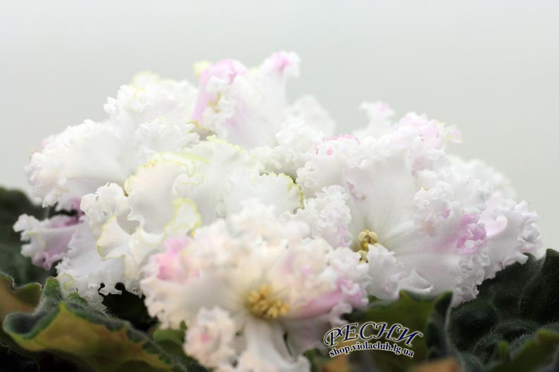 IMG_2587 копия.jpg