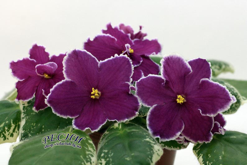 IMG_0028 копия.jpg