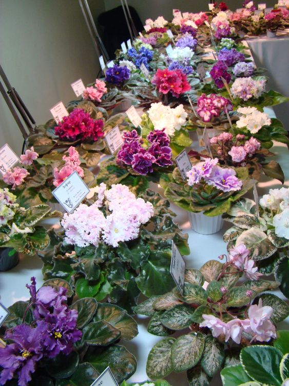 DSC00738.jpg