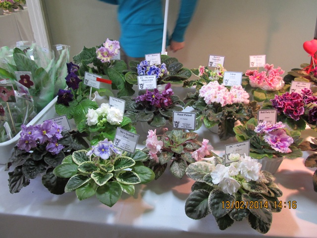 IMG_1608.jpg