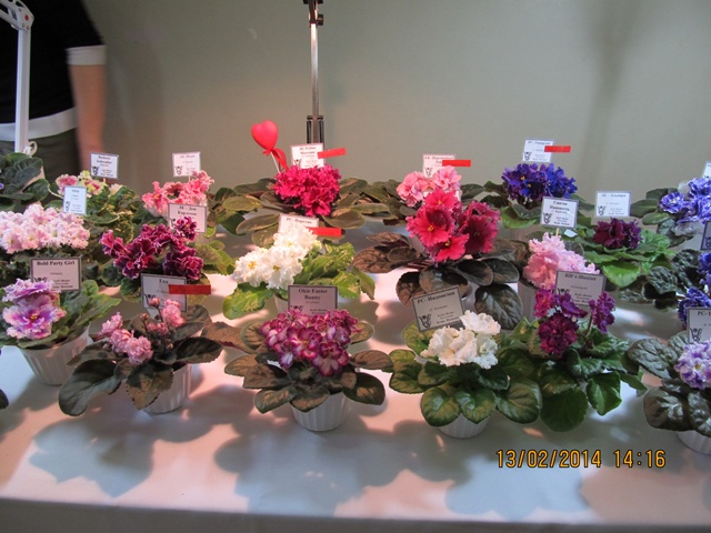 IMG_1609.jpg