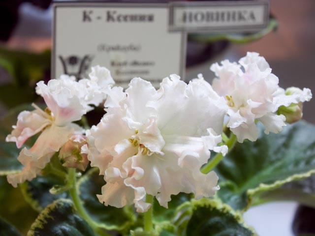 017_2014-02-14.jpg