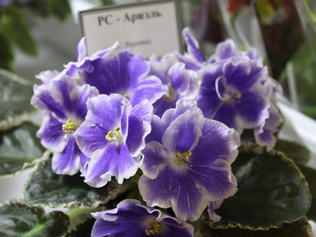 016_2014-02-14.jpg