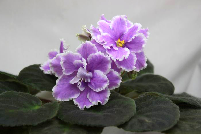 Lilac Fanfare.jpg