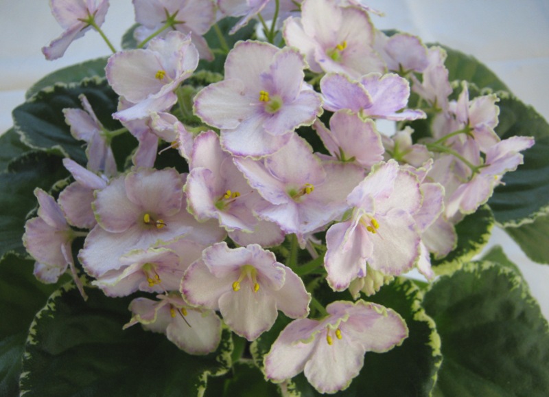 Ma's Butterfly Garden.JPG