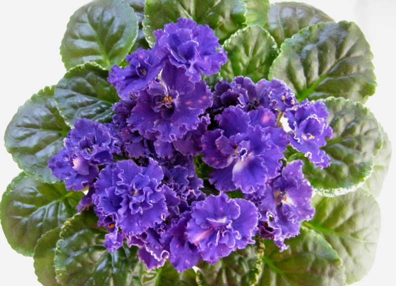 ЛЕ-Лунтик.JPG