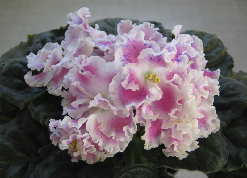 ЛЕ-Суламифь.JPG