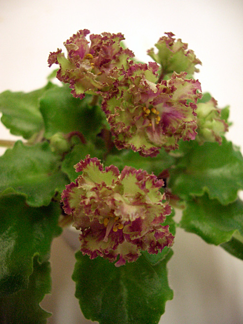 Allegro Pink Pistachio.JPG