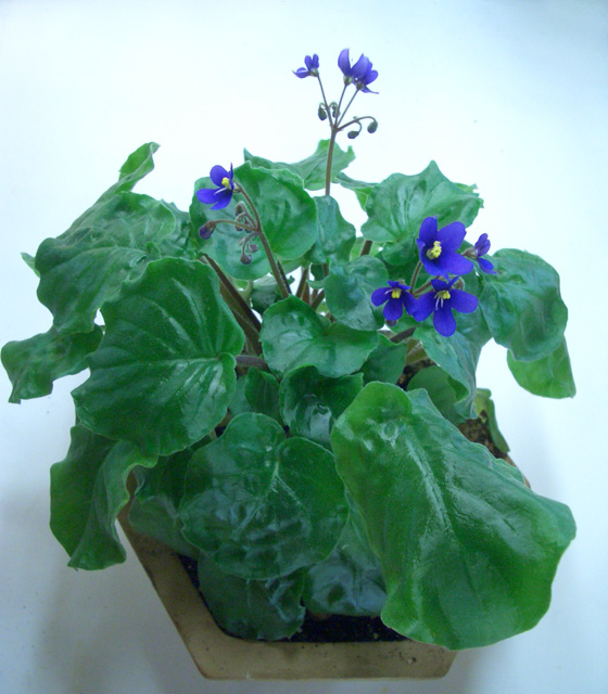 Saintpaulia clone orbicularis var.purpurea.JPG