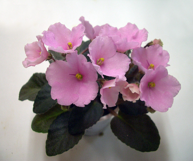 Imp's Pink Quartz.JPG