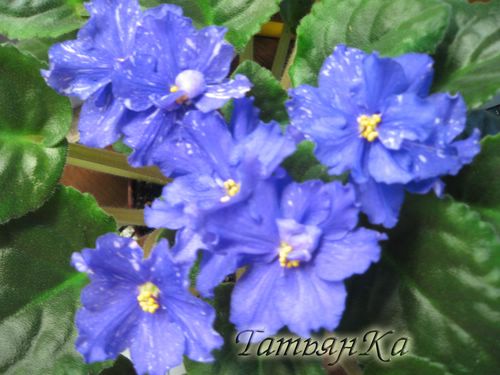 IMG_5777 [%P].JPG