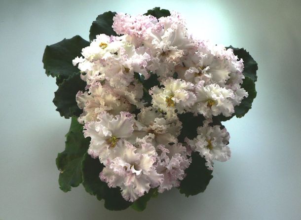 ЛЕ-Взбитые Сливки.jpg