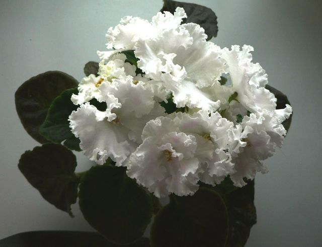 ПТ-Искусительница.jpg