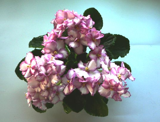 Optimara Little Oneida1.jpg