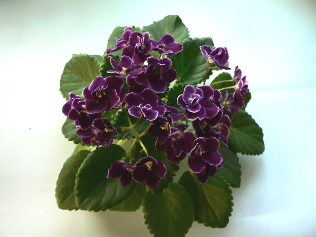Mac’s Glacial Grape.jpg
