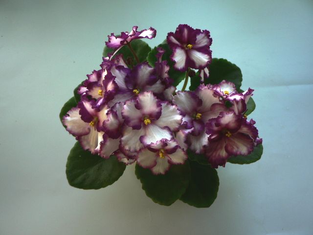Ultra Violet Saturn.jpg
