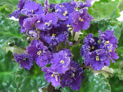 Optimara EverJoy