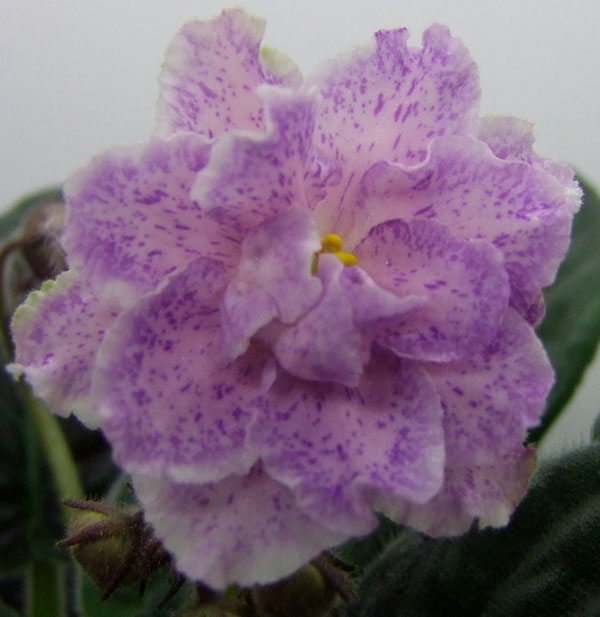 РС-Анжелина.jpg