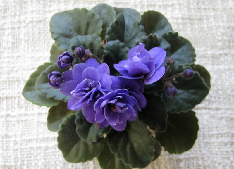 Ness' Crinkle Blue.JPG