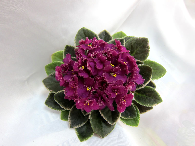 Jolly Frills
