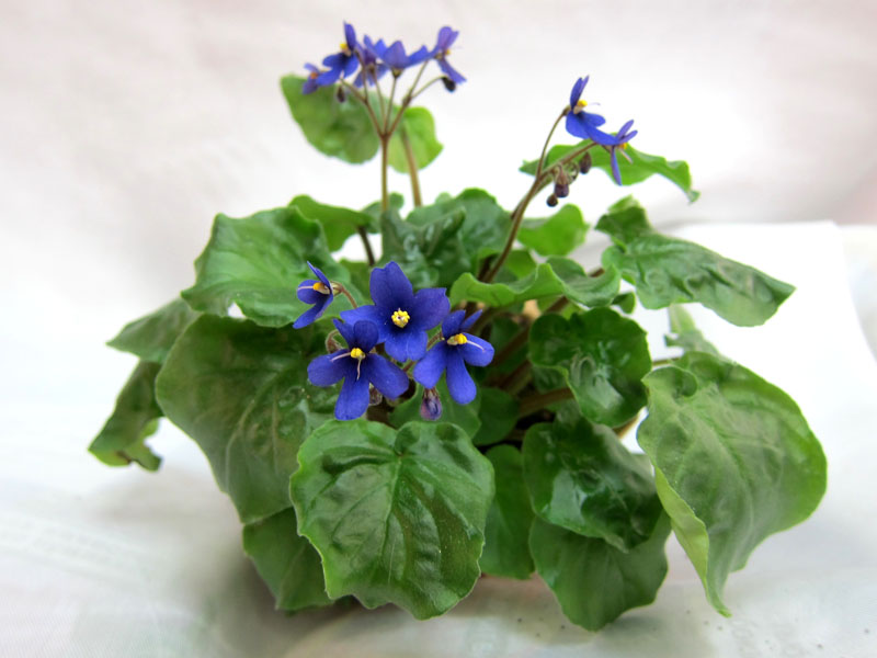 Saintpaulia clone orbicularis var.purpurea