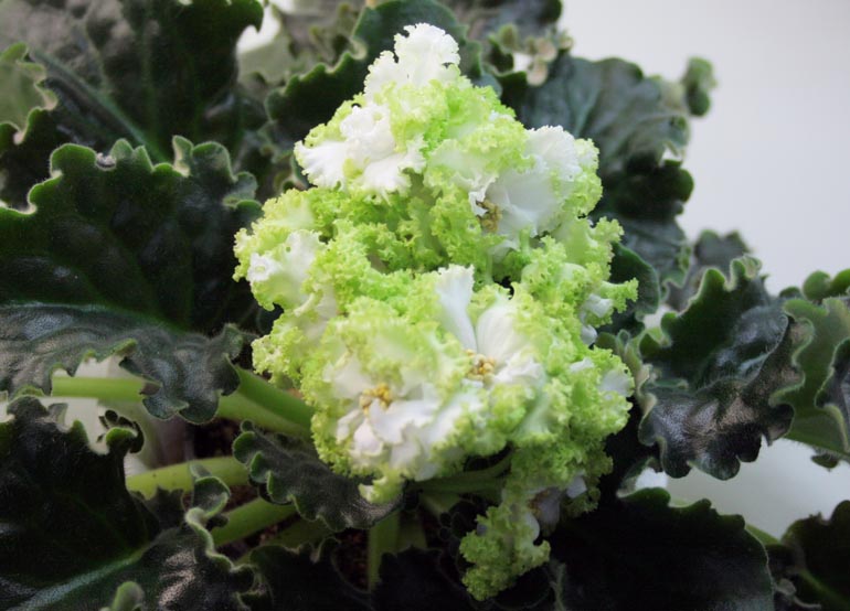 Гриня