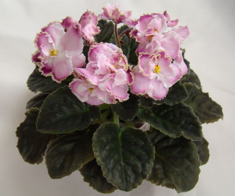 DSC00880.JPG