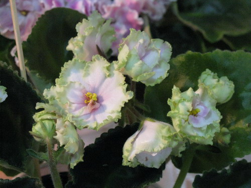 Spring Kiss