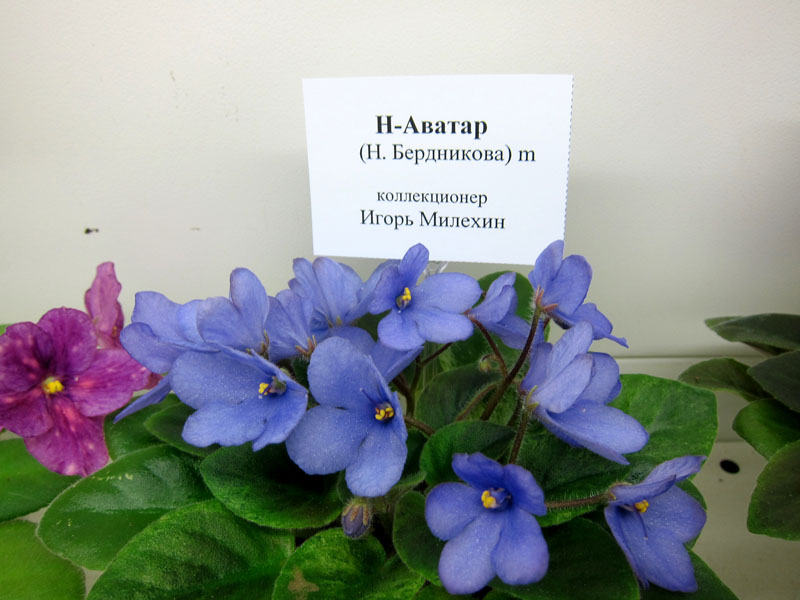 Миниатюры1.jpg