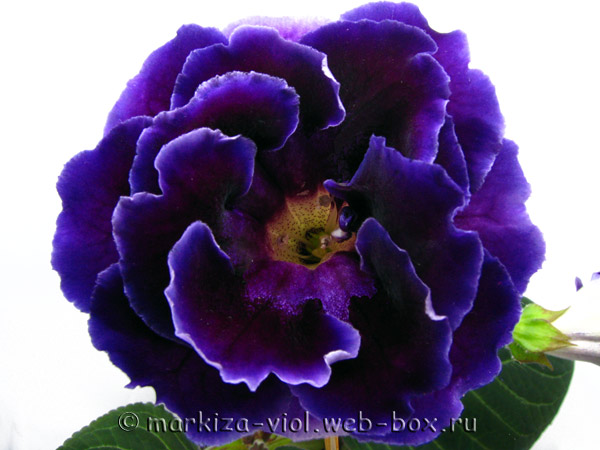 Мадагаскар.jpg