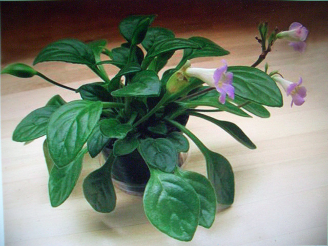 Primulina spadiciformis 1.jpg