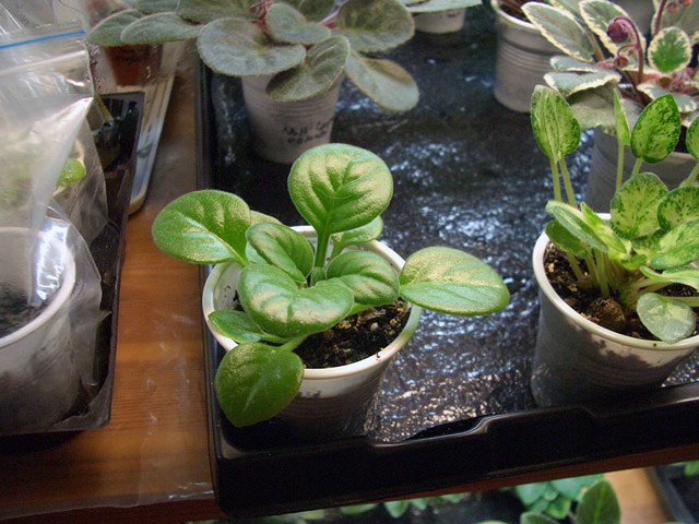 Primulina spadiciformis.jpg