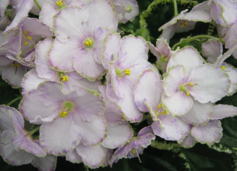 Нестерова Ma's Butterfly Garden.JPG