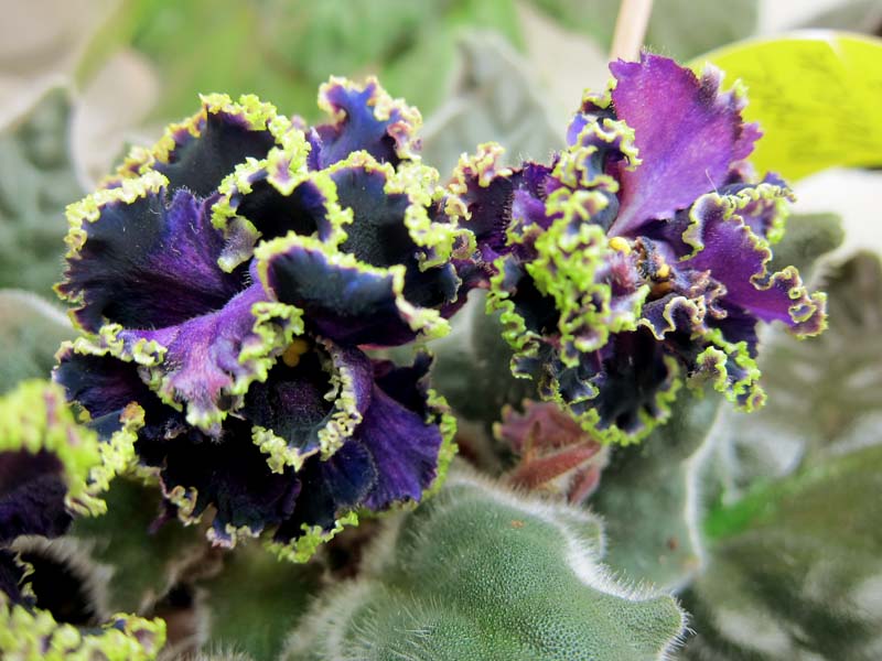 Purple Passion