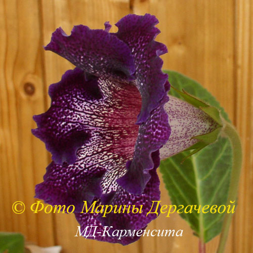 МД-Карменсита-2-500.jpg