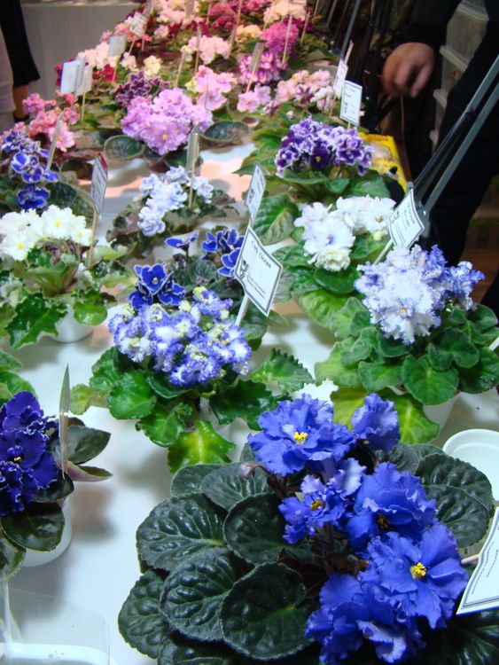 DSC00824.JPG